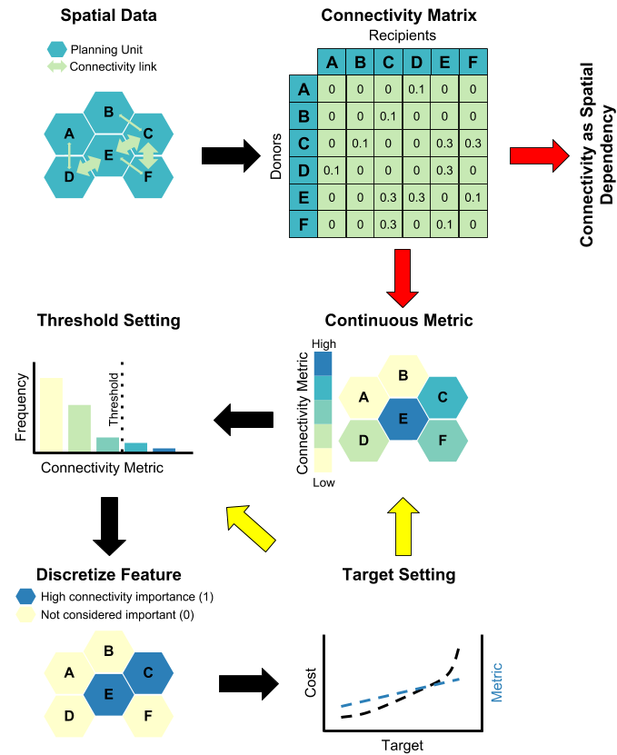 Figure 3: Data processing workflow for two possible methods for using raw connectivity data in spatial prioritization: 1) Connectivity as Spatial Dependency in the objective function (Raw Data -> Connectivity Matrix -> Connectivity as Spatial Dependency), or 1) Discrete conservation features (Raw Data -> Connectivity Matrix -> Continuous Metrics -> Threshold Setting -> Discrete Feature -> Target Setting). Black Arrows indicate a logical workflow, while red and yellow indicate a decision point. Red arrows indicate the conservation feature vs connectivity strength method decision point and yellow arrows new metric or new threshold decision point after target setting and post-hoc evaluation of conservation success. 